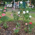 rose bed